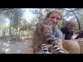 Macaque Monkeys Chew On Gopro Ajourneylife
