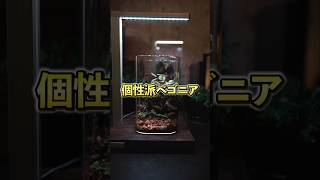 個性派ベゴニア3選｜美しさで選ぶ、テラリウム向け植物#terrarium #shorts