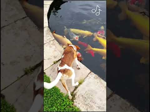 Big boy feat Japanese Koi #dogsontiktok #kromi #doggy #doglove #aquarium
