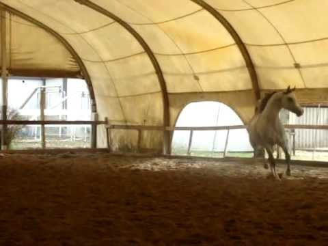 EK Dehor by Psytadel out of April Carol