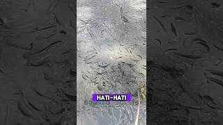 Download lagu Sungai Kering Panen Ikan Gabus #shorts #ikan #gabut #predator mp3