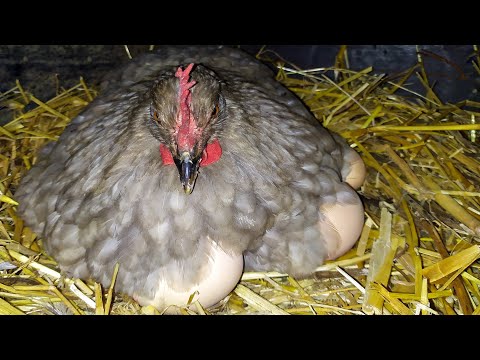 , title : 'كيفية التعامل مع الدجاجة التي تحضن البيض حتى تخرج الفراخ'