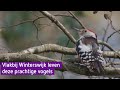 Prachtig! Deze vogels leven in de Achterhoekse moerassen - BuitenGewoon