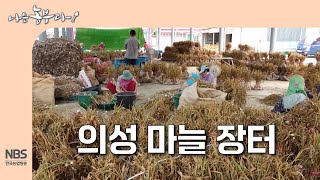 [나는농부다 309회] 의성 마늘 장터