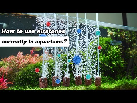 How to Use Air Stones Correctly in Aquariums