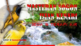 Download lagu Masteran Sogon Isian Kenari Jeda Terapi Air Mudah Masuk #masteransogon mp3