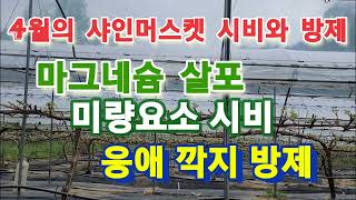 4월의 샤인머스켓 응애와 마그네슘 그리고 욕심 없는 신초관리