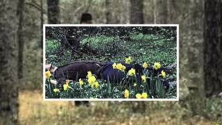 Muerte entre las flores.Carter Burwell 01 Opening Titles (Miller's Crossing OST)