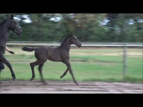 Hubsches Rubin Royal hengst fohlen