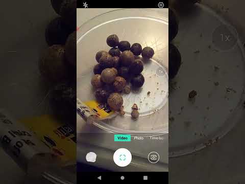 Product Review: Landmark Confections Dark Chocolate Acai & Blueberry!!!