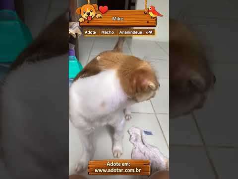 Vídeo de Mike 