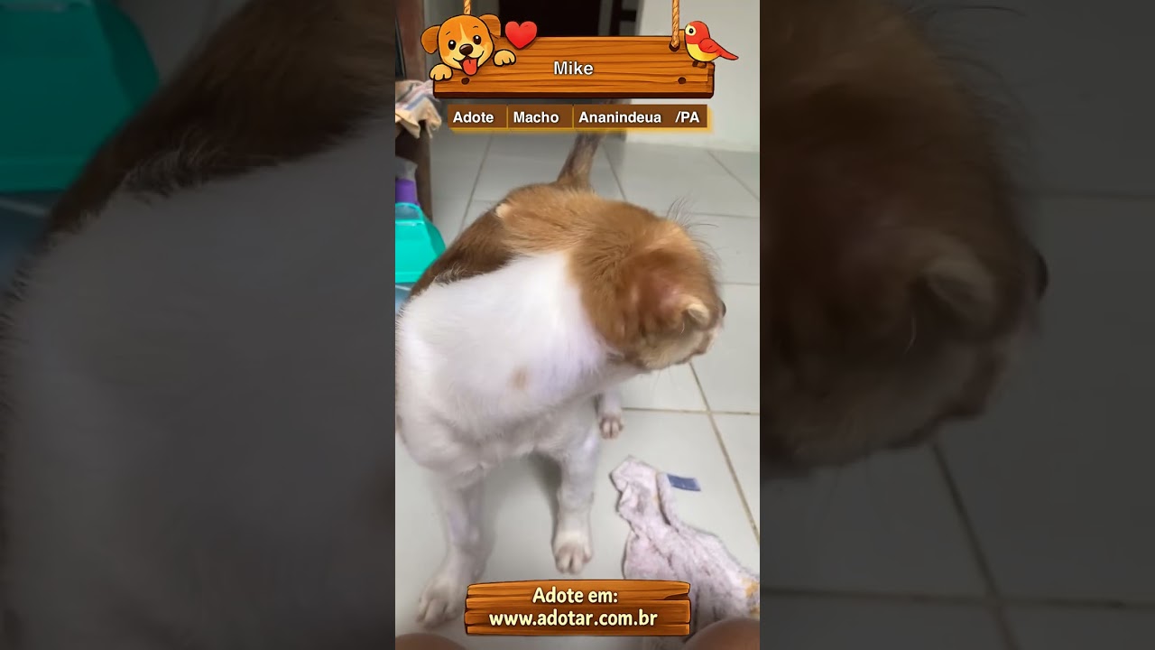 Cachorro raça SRD-ViraLata idade 2 a 6 meses nome Mike 