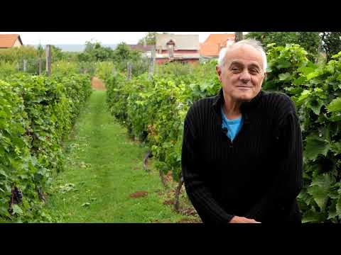 Domaćine kako radiš 06.09.2021. Vinova loza, mali proizvođači, Igroš, Plavinci