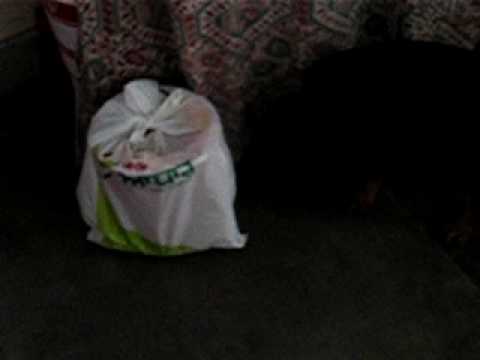 NAVJOT DOG DANNY FUNNY VIDEO