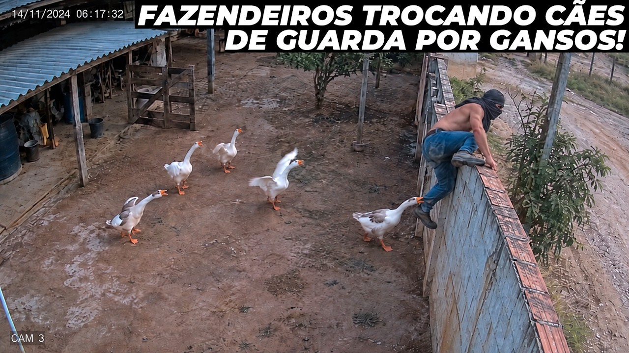 Porque estão trocando cães por gansos de guarda?