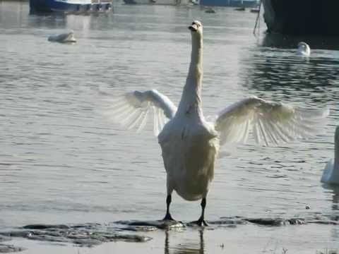The Blue Danube (Na lepom plavom Dunavu) - Johann Strauss