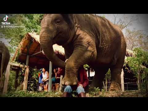 ELEPHANT NATURE PARK, Chiang Mai - Lek Chailert  - Thailand | FRAZER BROWN