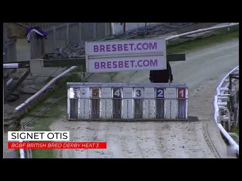 Signet Otis - BGBF British Bred Derby Heat 3
