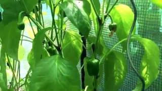 Gartenupdate - Früchte wachsen und können bald geerntet werden