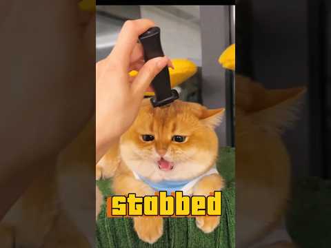 When cats get stabbed | Cat and knife #shorts #shortvideo #funny #animals #relax #pets