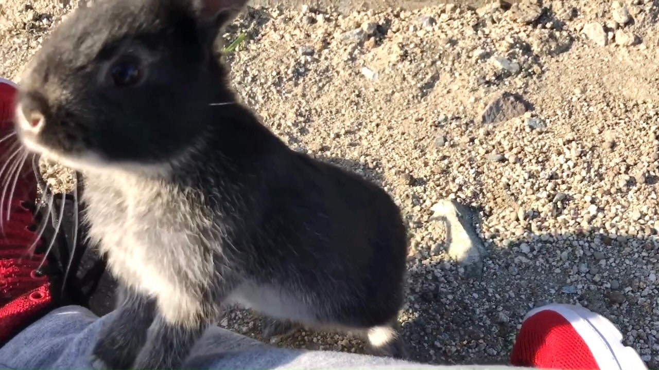 Baby bunny: "May I hop onto your lap?"