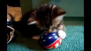 Dona Nobis Pacem with harp, children's voices & kitten