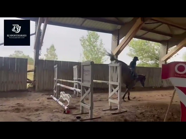 Jument r&ecirc;v&eacute;e de 5 ans pour CSO 130