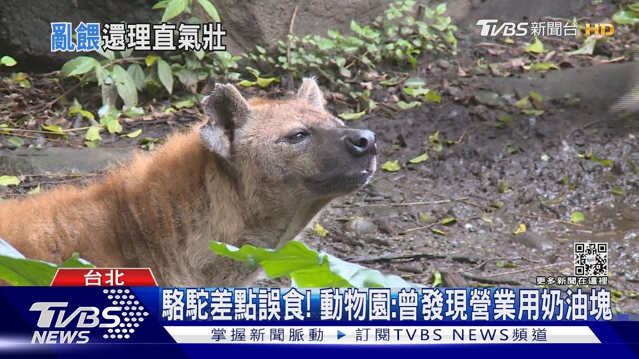 男「丟洋芋片」餵動物園鬣狗 女:制止還遭嗆