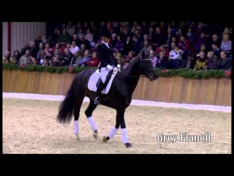 Schockemoehle Hengstkollektion 2014 Grey Flanell deutsch