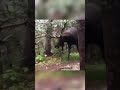 man hides behind tree from a moose in the forest…