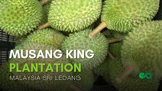 Download lagu Perkebunan Durian Musang King Di Malaysia [Sri Ledang, Johor] | Perkebunan E&A mp3
