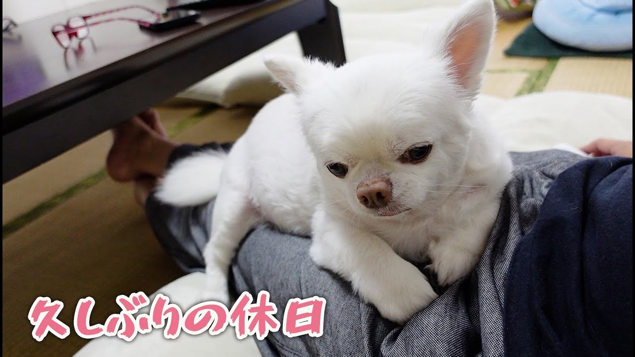 パパが久しぶりに家にいると傍から離れない犬 チワワのコハクくん