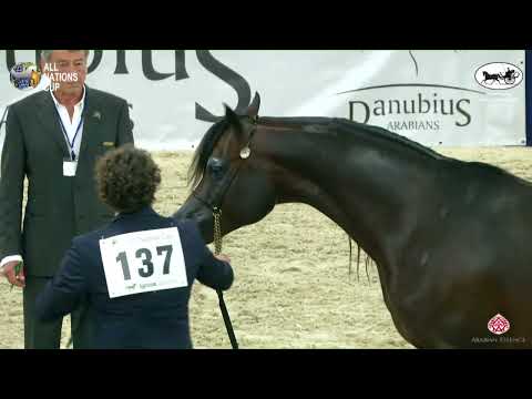 N 137 D IBN RASHEEM   AACHEN 2022   38° All Nations Cup   Stallions 4 6 Years Old Class 10