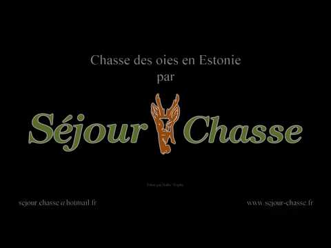 Chasse des oies en Estonie