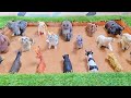 A Muddy Mission To Save Stuck Mountain And Jungle Animals In The Sandbox
