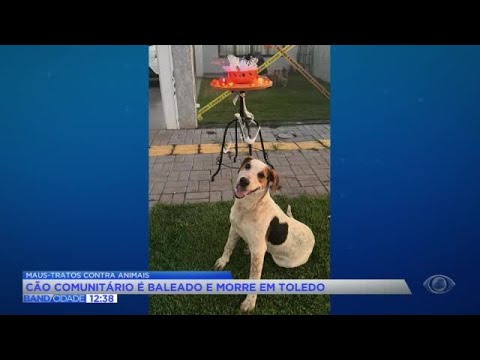 Caso abacate: Delegado fala sobre morte de cachorro em Toledo
