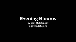 Evening Blooms by Will Hutchinson ozarkhutch.com