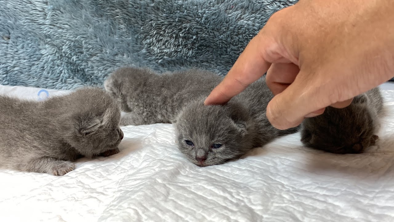 Kittens have seen the world around them, 12 days after birth