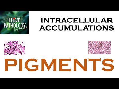 INTRACELLULAR ACCUMULATIONS:  PIGMENTS