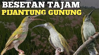 Download lagu Besetan tajam masteran pijantung gunung gacor dor.. mp3