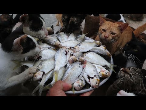 Hungry cat - Cat eating fish | Is it safe to feed fish to cats?