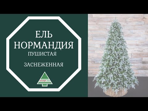 Триумф ель Нормандия Пушистая 215 см заснеженная - Видео 1