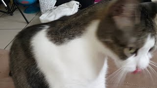 preview picture of video 'Cat Memorial Day Weekend 2018'
