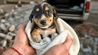 Abandoned Puppy was Left in a Hole and Barely Surviving Until This Happened