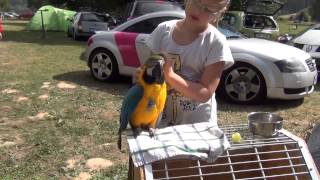 ara ararauna - papouščí den , Šumperk 2015 ara ararauna - papouščí den , Šumperk 2015