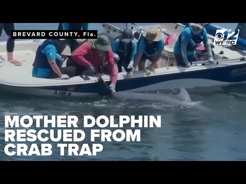 Dolphin Entangled in Crab Trap