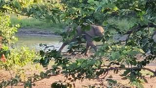 #wildlife#krugernationalpark#herdofelephantwalking#viralvideo#southafrica