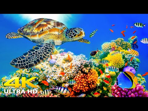 3HRS of 4K Turtle Paradise - Undersea Nature Relaxation Film + Relaxing Music by Starry Sky