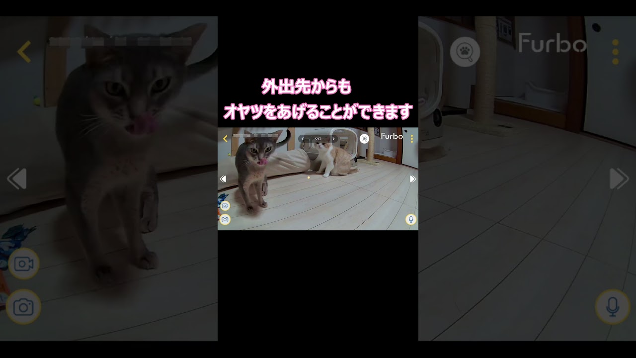 「猫妖怪オヤツ出せ」が出現ｗ #shots