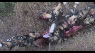 Epic Battle between Wild Dogs and Hyenas,  Bloodshed in Kruger National Park.